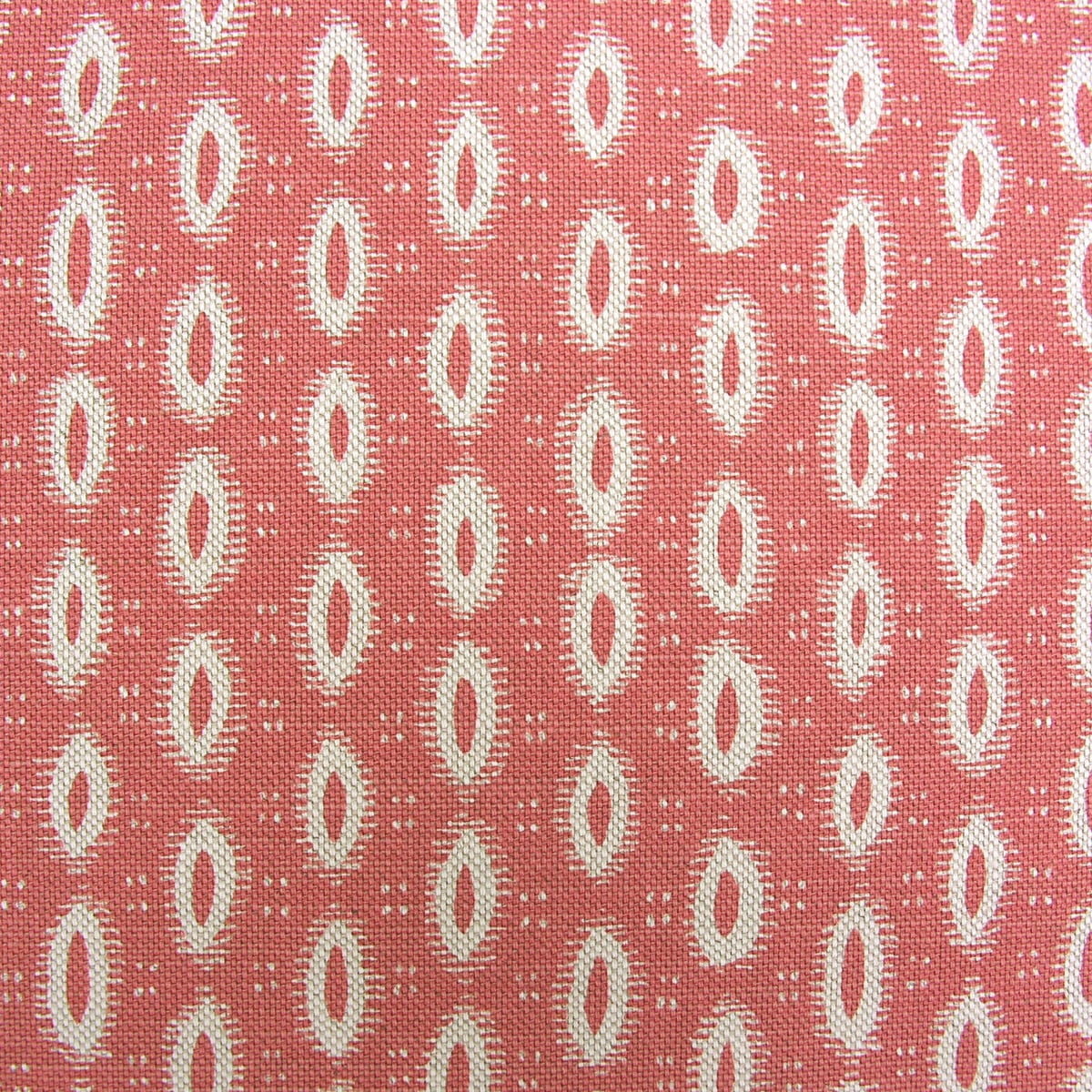 Macita - Bengal - Image 2