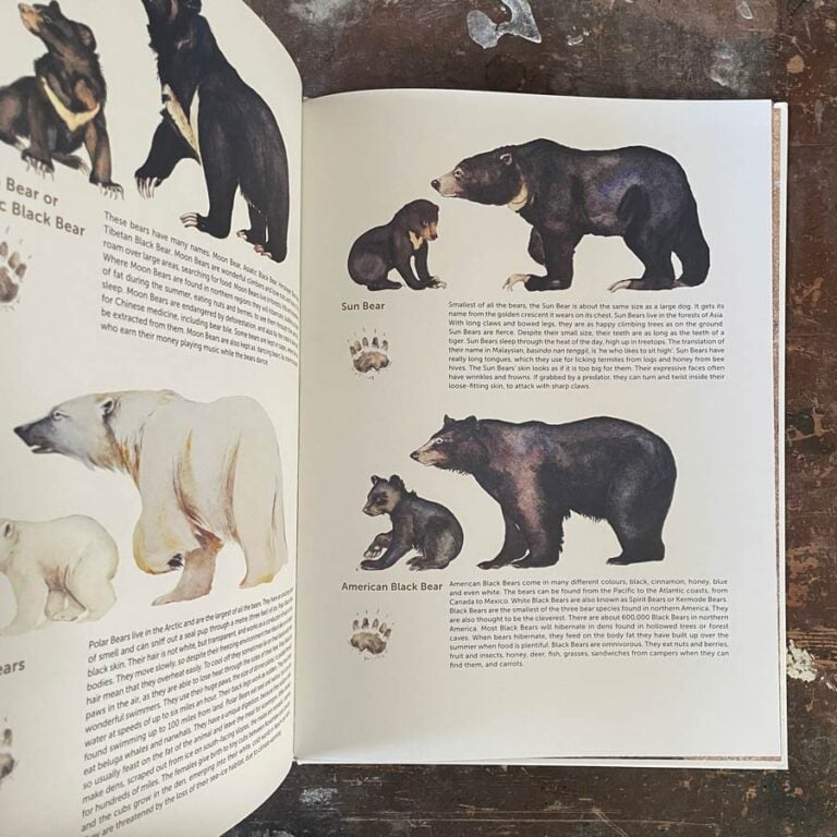 Something About A Bear by Jackie Morris - Image 5