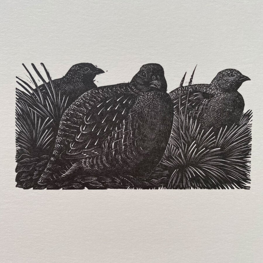 Tunnicliffe Notelet Set