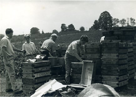 Harvesting the fields