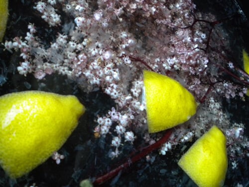 Elderflower Champagne in the Making