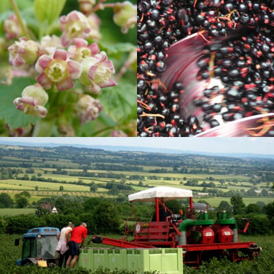 Top left, blackcurrants in flower, right blackcurrants in the press. Below, working on the harvester