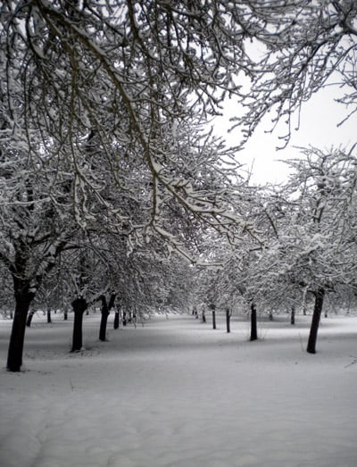 orchards under snow in Stoke Lacy Herefordshire