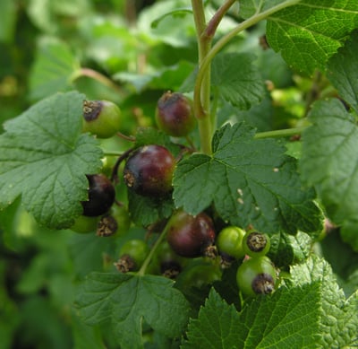Blackcurrants (Ben Gairn) - Ripening blackcurrant bushes