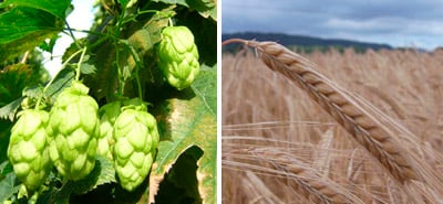 raw-materials hops and barley for Butty Bach
