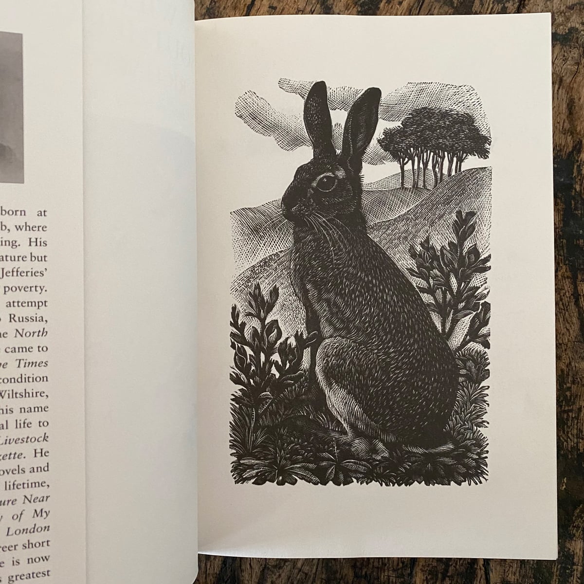 Wildlife in a Southern Country by Richard Jeffries