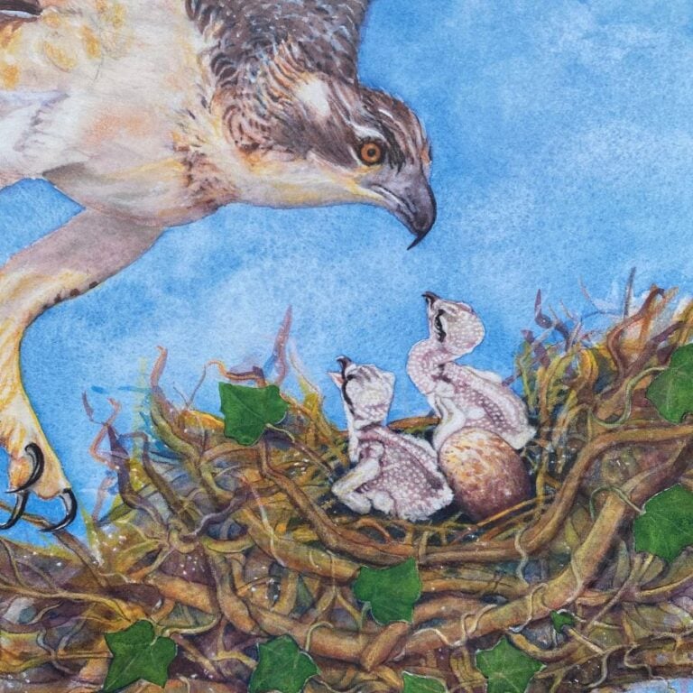 A Wild Lullaby by Jackie Morris and Cathy Fisher - Image 5